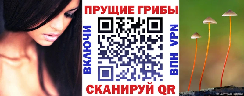 купить наркотик  Белозерск  Псилоцибиновые грибы Psilocybe 